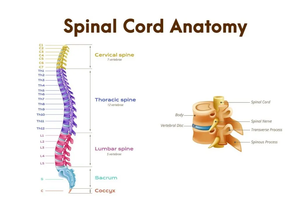 Spinal cord anatomy cross section